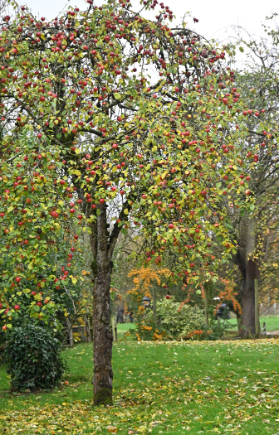 Manor House Care Home